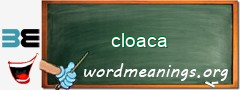 WordMeaning blackboard for cloaca